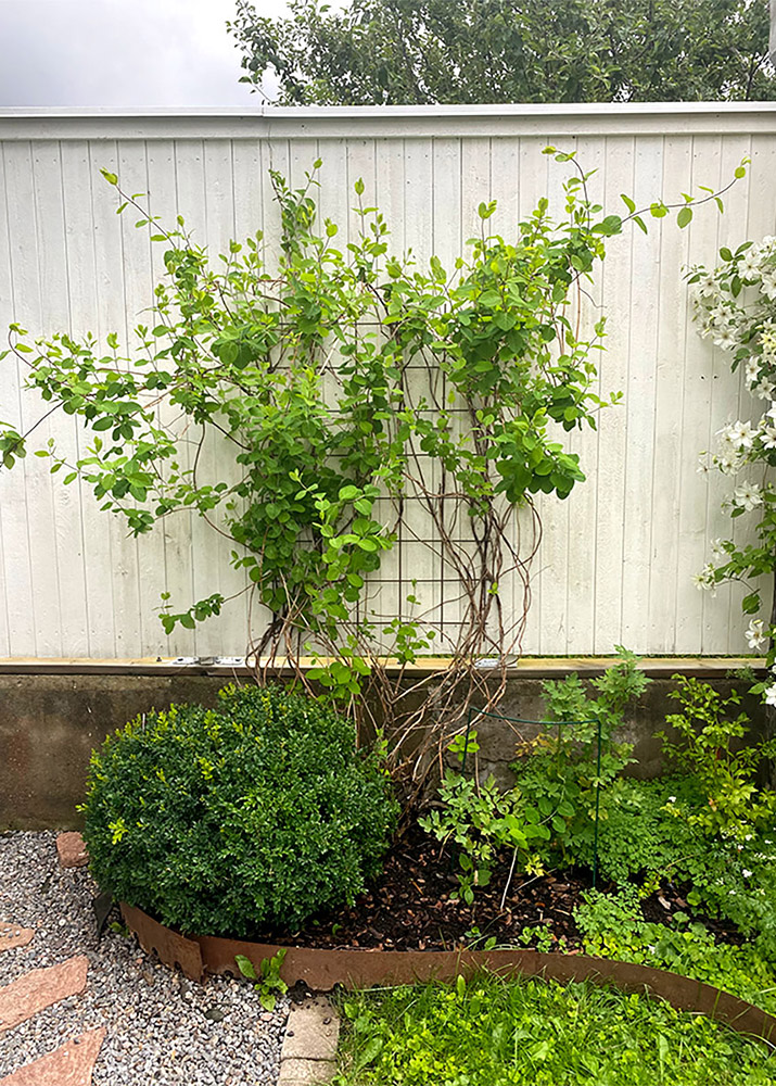 kaprifol efter beskarning