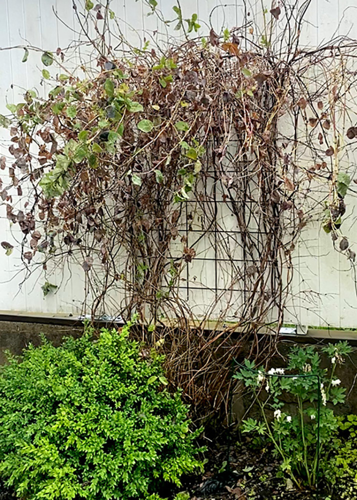 Kaprifol Innan Beskarning 1