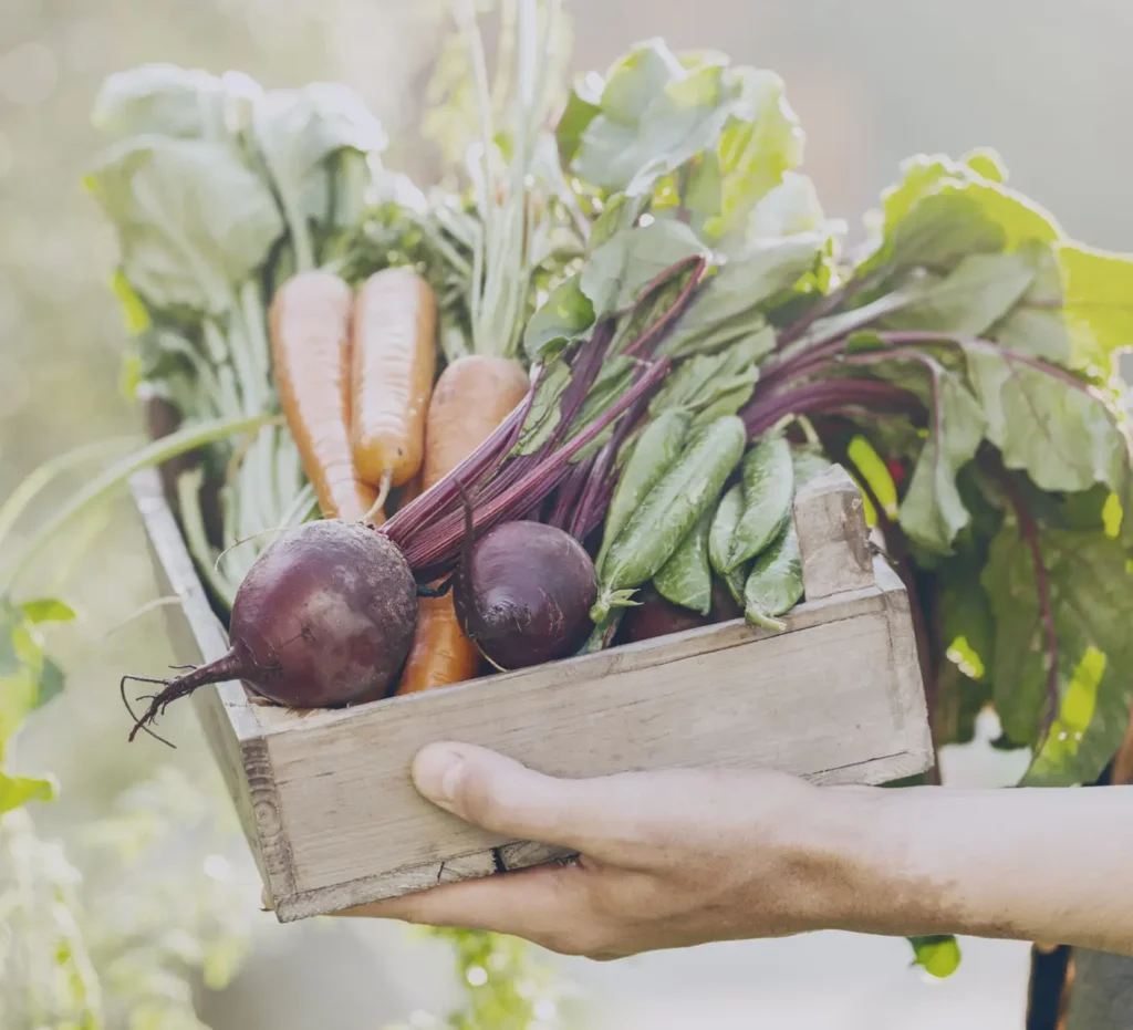 Farmer Adult Man Holding Fresh Tasty Vegetables Wooden Box Garden Early Morning Scaled E1760463419536 1024x931