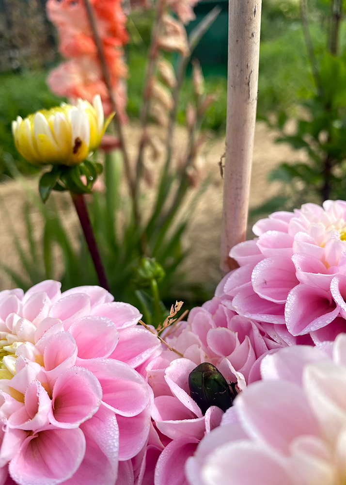 Blommor Och Skalbagge 2