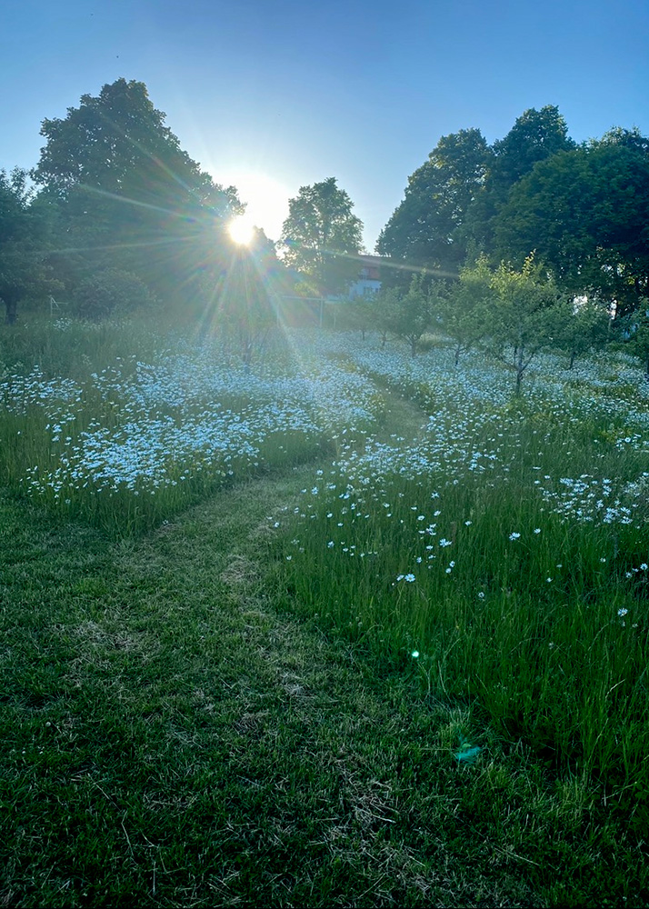 En gång klippt genom en gräsmatta som fått växa till äng.