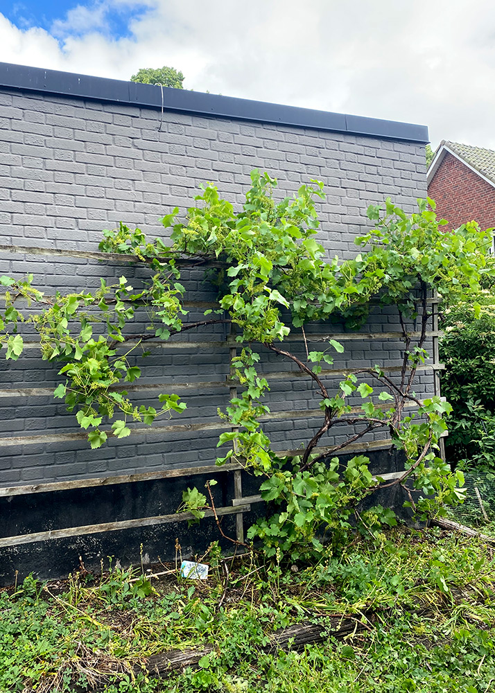 Vinranka Efter Sommarbeskarning For Sotare Friskare Och Saftigare Druvor